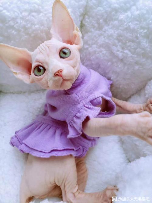 斯芬克斯猫作品集缩略图