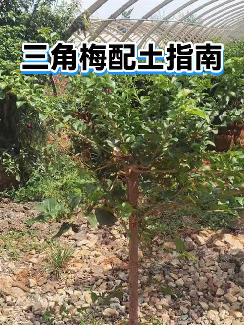 三角梅最佳土壤配置