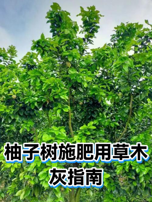 柚子树浇水大忌