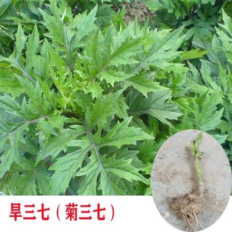 上面一个草字下面一个青图标