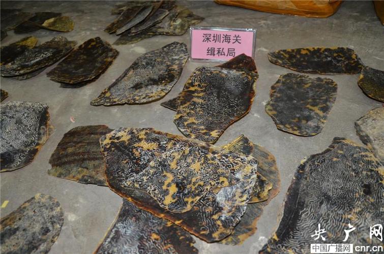 海龟的壳图标