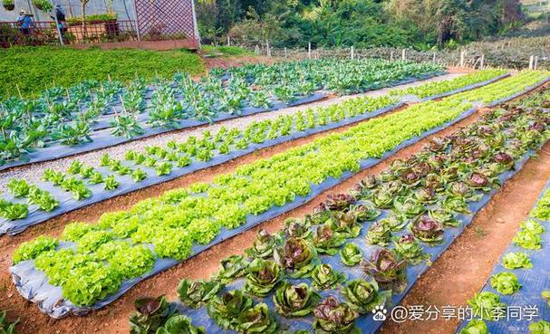 我的农场种菜赚钱缩略图