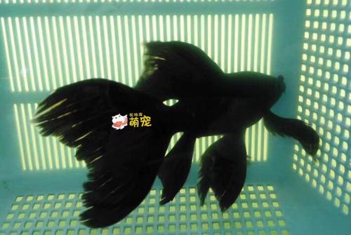 黑彗星和黑蝴蝶鲤区别图标
