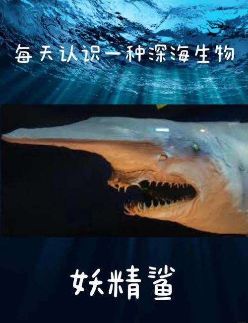 泰拉瑞亚晚上有没有猪鲨