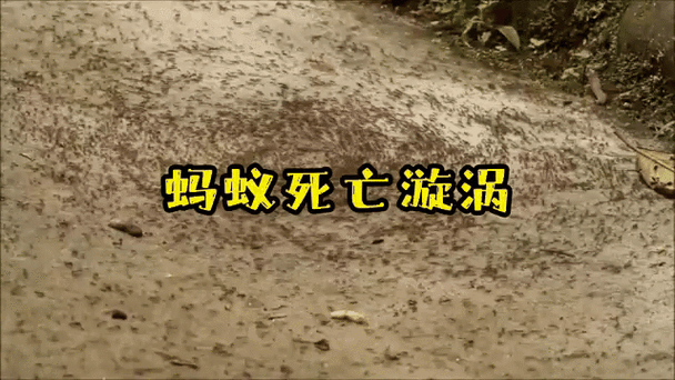 蚂蚁的死亡漩涡缩略图
