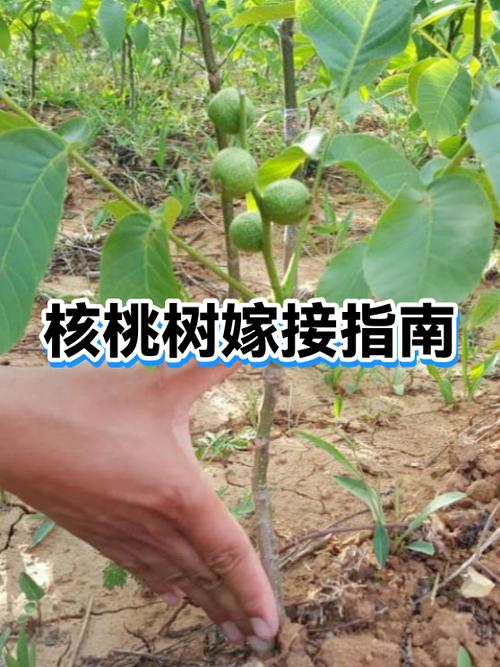 核桃树什么时候嫁接游戏截图