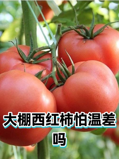 番茄签约了三天好害怕图标