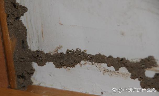 白蚁繁殖期在几月缩略图