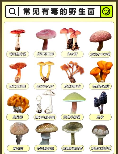 被列为有毒十大毒菌