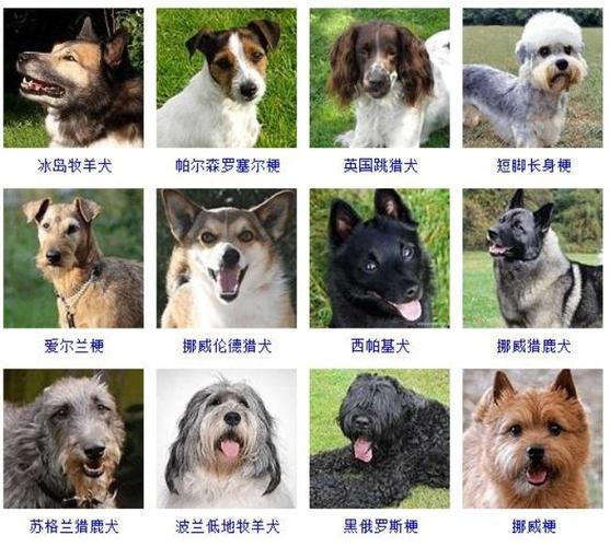 宠物狗品种大全及图片游戏截图