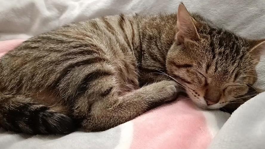 睡着的小猫咪无敌版缩略图