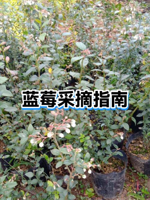 附近哪里有蓝莓采摘园缩略图