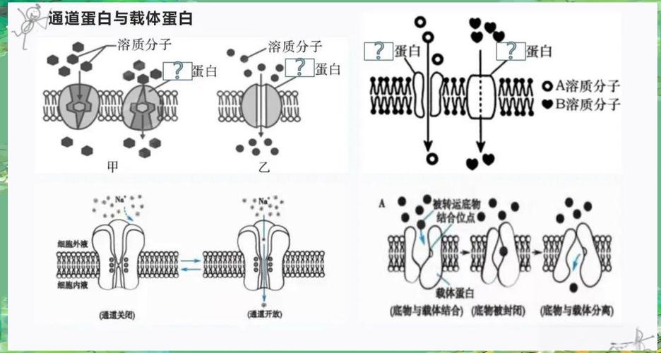 横向运输是自由扩散吗