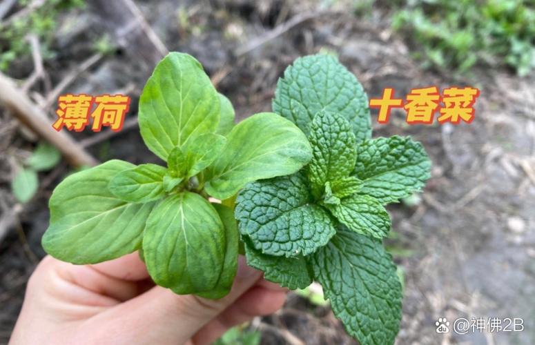 野薄荷和薄荷的区别缩略图