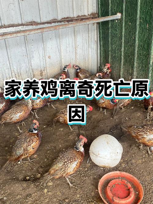 鸡歪头怎么治疗