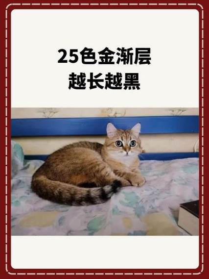 为什么金渐层猫不会叫缩略图