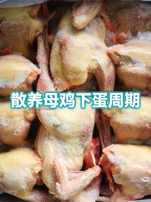 土母鸡养多久下蛋缩略图