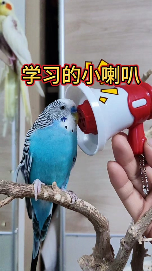 鹦鹉学话音频