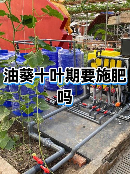 油葵最忌三种肥料图标