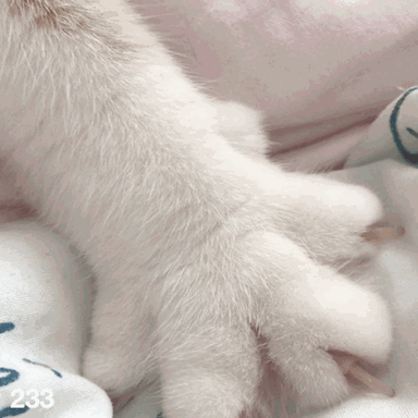 猫爪动态表情包游戏截图