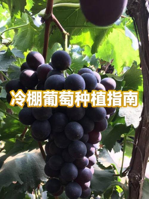 46个葡萄品种大全缩略图