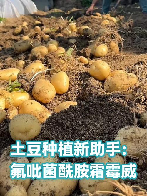 土豆平台是干嘛的缩略图