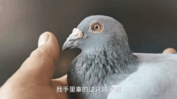 鸽子环号代码查询大全图标