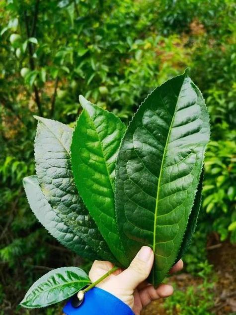 种茶树缩略图