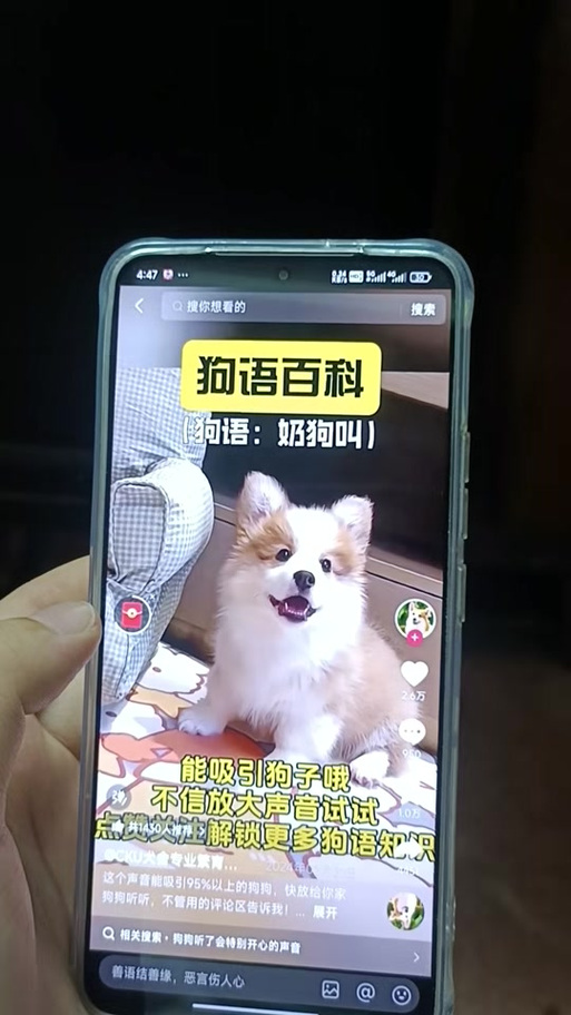 抖音小奶狗叫声视频缩略图
