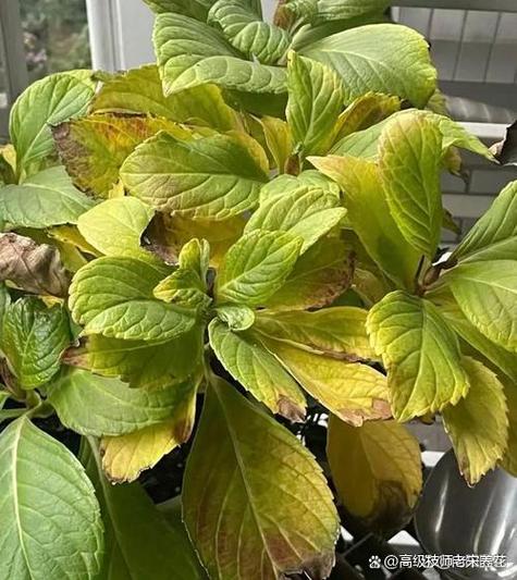 墨菲怪石耐热植物在哪