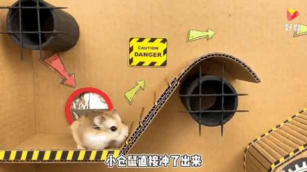 仓鼠闯关视频