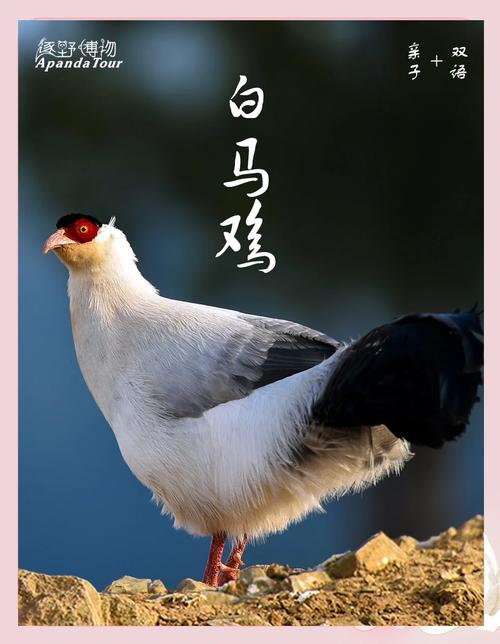 白鸡是什么鸡品种缩略图