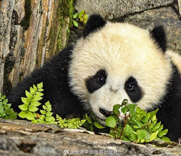 pit panda