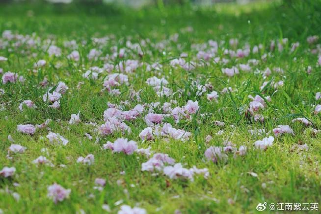 悄悄花落生图标