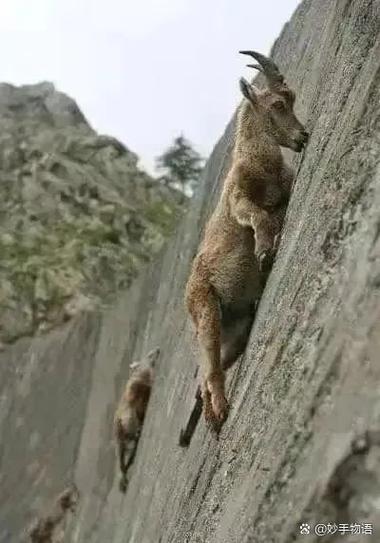 《ClimberAnimals》动物攀爬图标