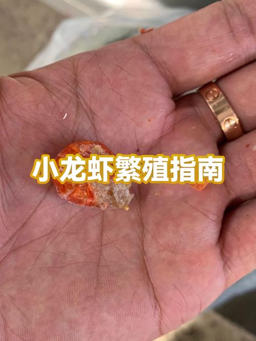 小龙虾一年繁殖几次缩略图