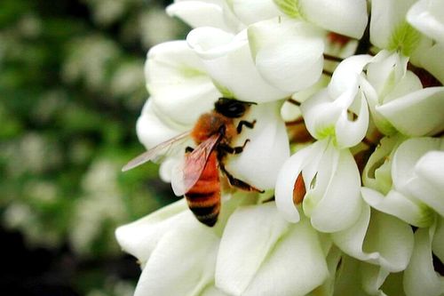 蜜蜂采的蜜是什么缩略图