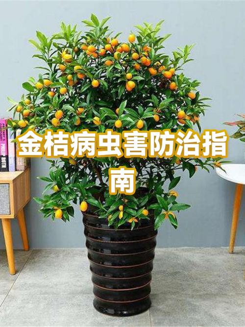 金桔治什么病最好图标