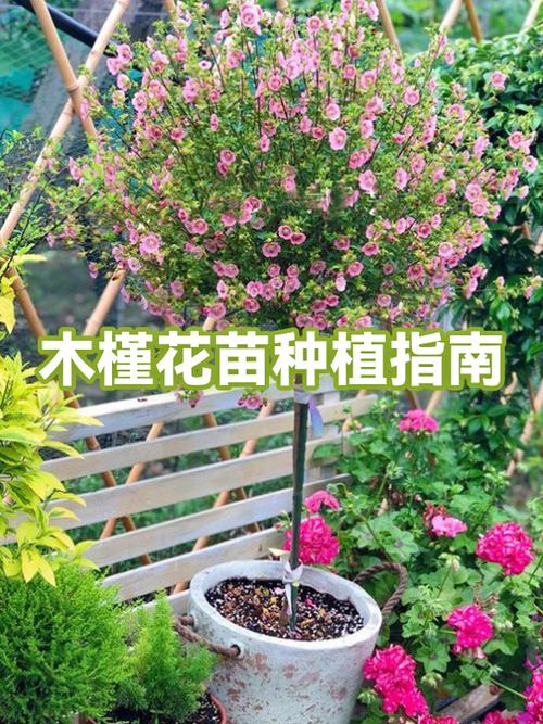 40公分木槿花盆最佳尺寸游戏截图