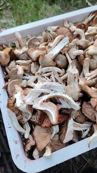 杏树菇怎么吃才安全图标