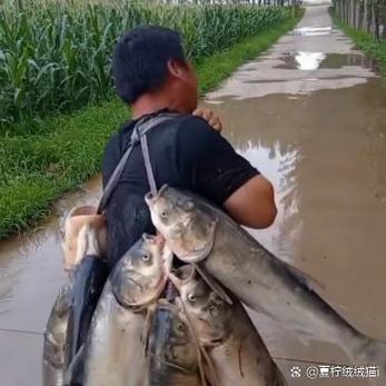 鱼儿赚平台安全吗