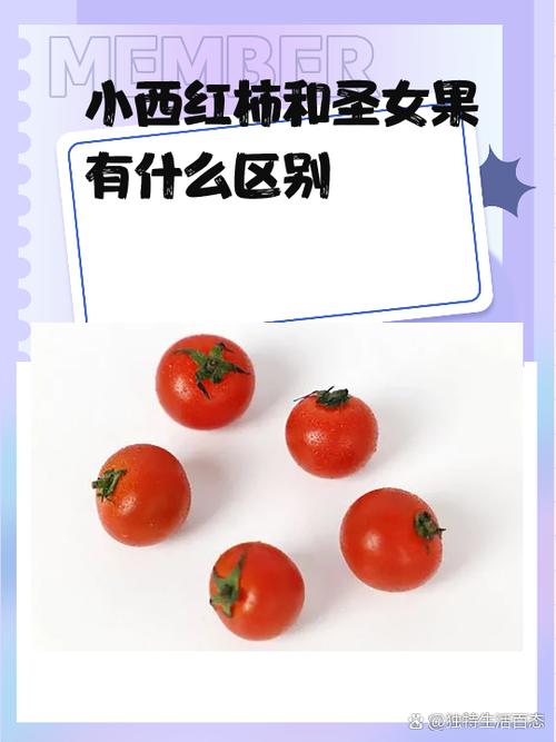 小西红柿什么时候吃好游戏截图