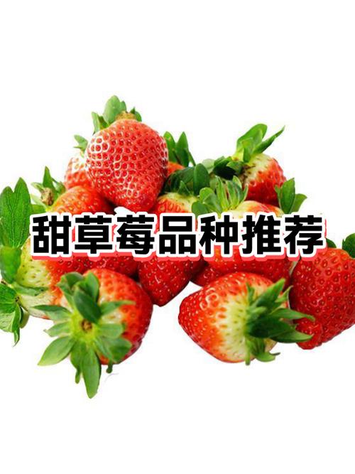 什么品种草莓最甜游戏截图