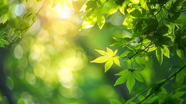 植物大战僵尸无限阳光无冷却可叠加缩略图