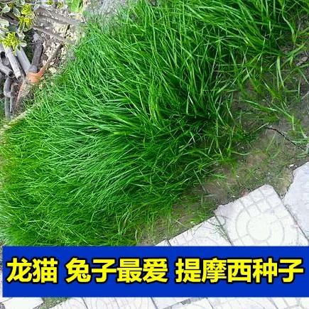 提摩西图标