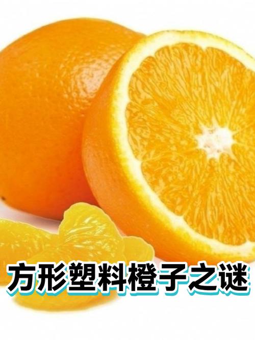 橙子是柚子和橘子嫁接的吗缩略图