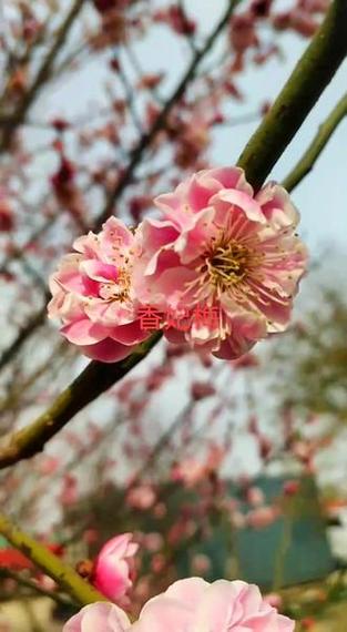 梅花视频缩略图