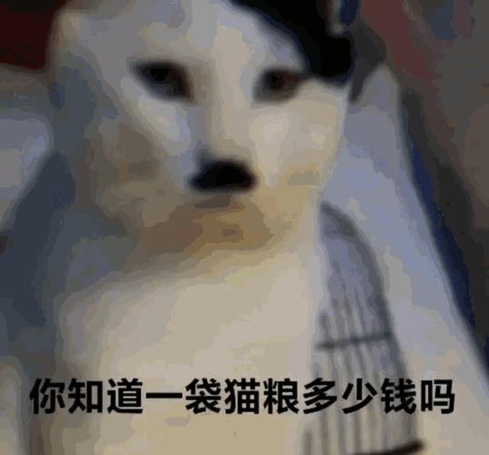 希特猫表情包gif