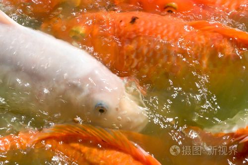 吞食鱼5图标