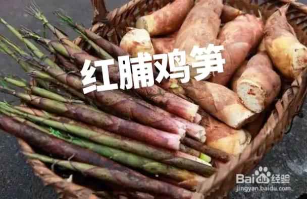 竹笋的十二种雅称缩略图